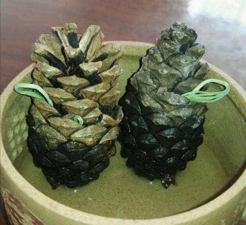 山上捡来的松塔，简单几步就能让它发芽，成了美观的小盆景