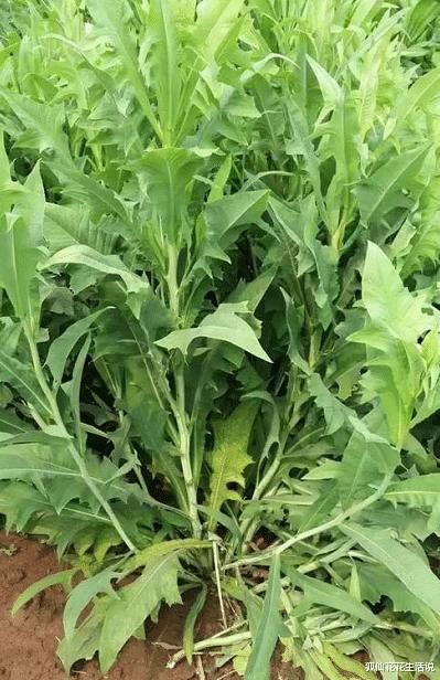 年轻人路边薅1把“网红野菜”回家,老人:这不就是当年的猪草吗