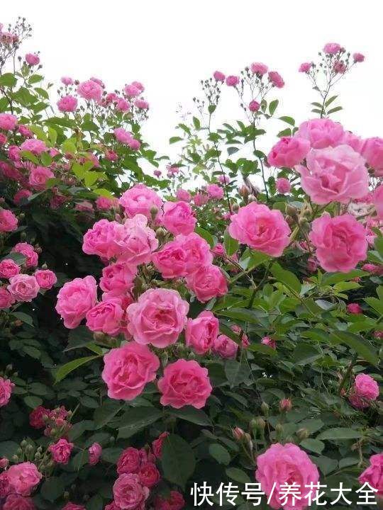 养花不用养太多，这一种花养好了，足够撑起一家门面