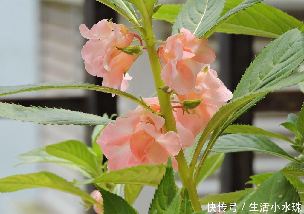 家里万万不要养这几种花，难怪家人身体越住越差，懊悔太晚发现了