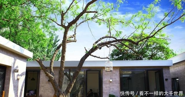 “3种吉祥树”种院里，开花香喷喷，果子“营养高”，好吃又大补