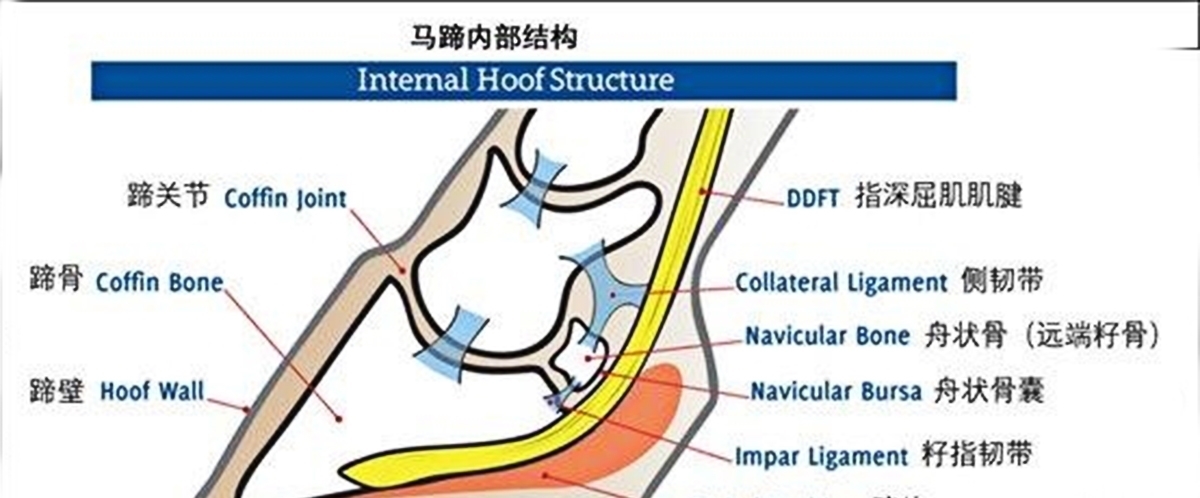 为什么要给马匹钉马掌？铁钉固定在马蹄上，它走路的时候不疼吗？