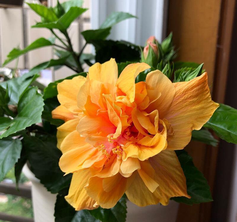 大花|花朵碗口大,喜欢看大花的别错过