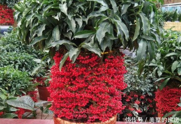 种花|人养花,花也养人4种花养家里镇宅旺财,尤其是最后一种