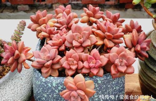 观赏价值|6种普货多肉,皮实又好养,容易出状态,长成小老桩,适合新手!