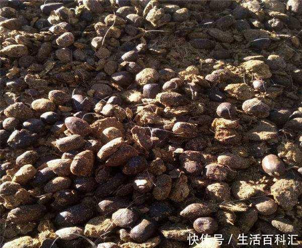 养分|羊粪养花好?3个害处不知道,越养越心烦,还很容易养死