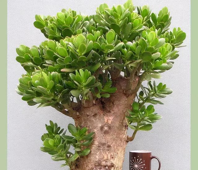 老桩|6种富贵花,全都“寿命长”,轻松养成老桩,越大越“旺家”