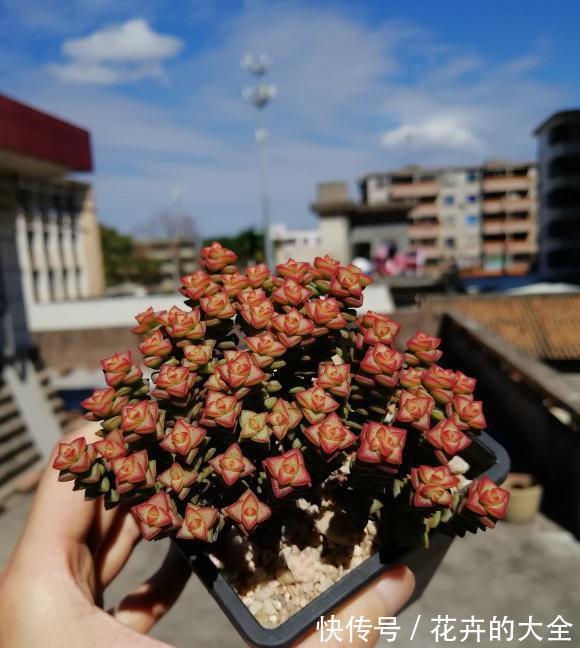 栽种|让多肉长得更大，换成大盆，用纯的泥炭土栽种，4个月就长大