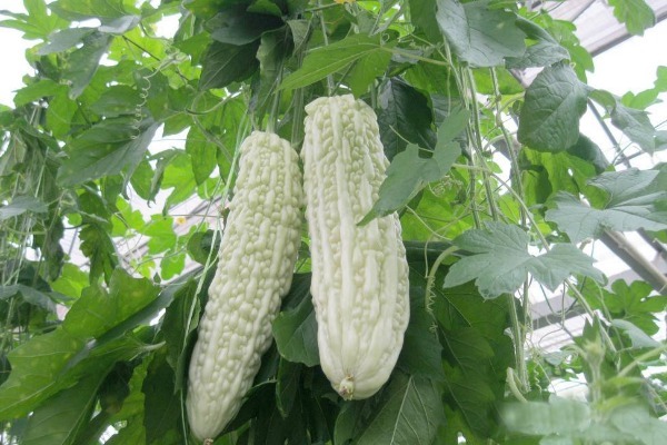 苦瓜|夏天吃苦瓜,胜过十副药!吃苦瓜有3个好处,为了家人健康了解下