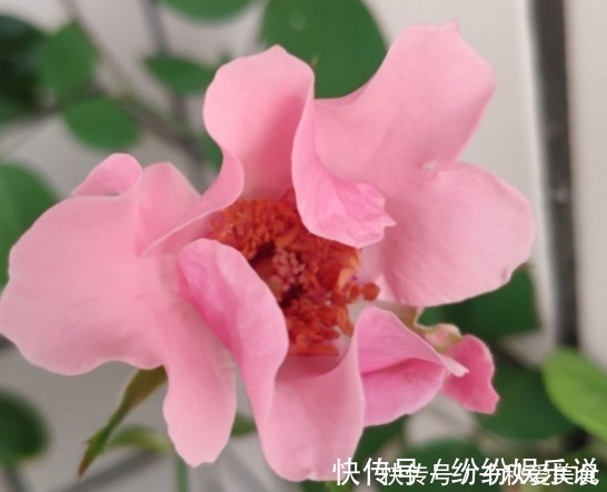 红双喜红双喜|10个最奇葩的月季品种,你可能一个都没见过!