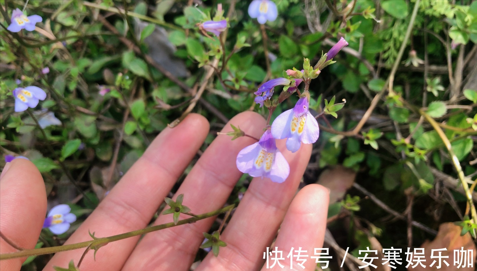 脓泡药|中药材通泉草认识吗,农村地里常见,不认识当成杂草太可惜