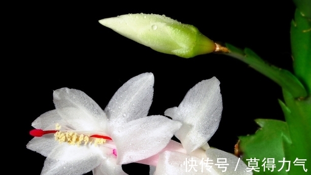 你的蟹爪兰开完花叶片就蔫了,这么做还能再开一茬花