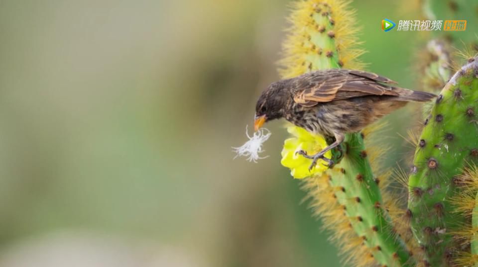 9.8分超惊艳，这神作终于不用找资源，我一口气看完5集