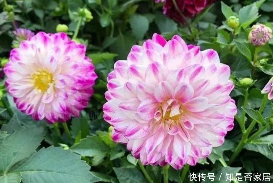3种花开花量特别大,开完剪、剪完开,一开就是几百朵