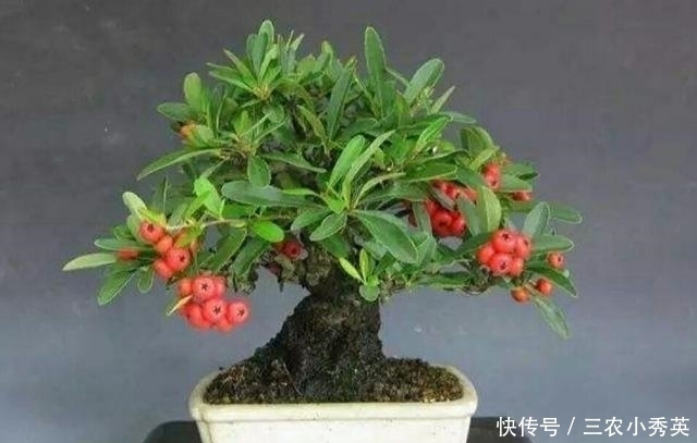 养护好火棘盆景要注意这几个事项