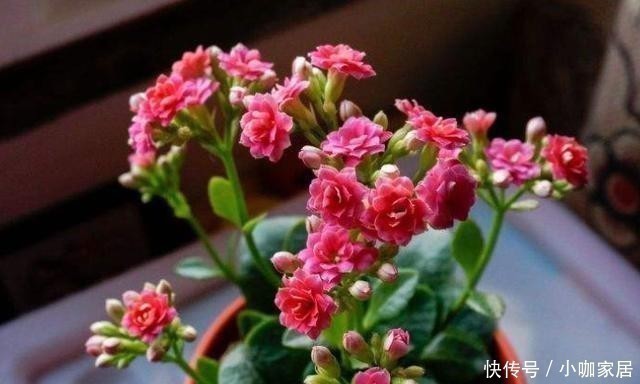 小动作|买回长寿花多做1个“小动作”，花开一茬接一茬，不然开完就装菜