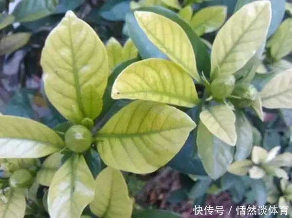 硫酸亚铁|5种“药”,过期也不要扔,兑水浇花,保花不生“虫和病”