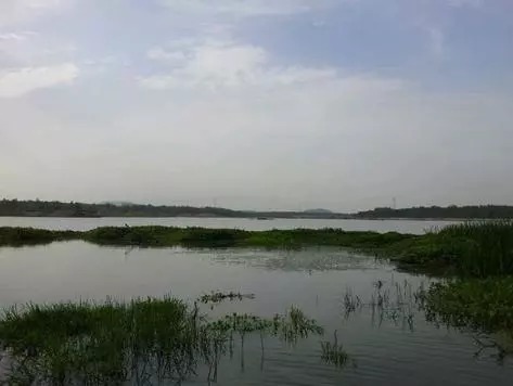 最”狠毒“的天然饵料，四小时狂拉百条鲫鱼，即使是傻子也能爆护