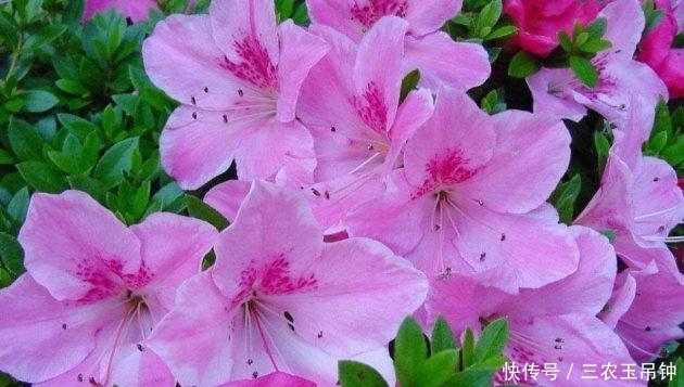 木糠|花盆土壤板结硬化怎么办? 无需换土, 轻松解决小技巧分享!