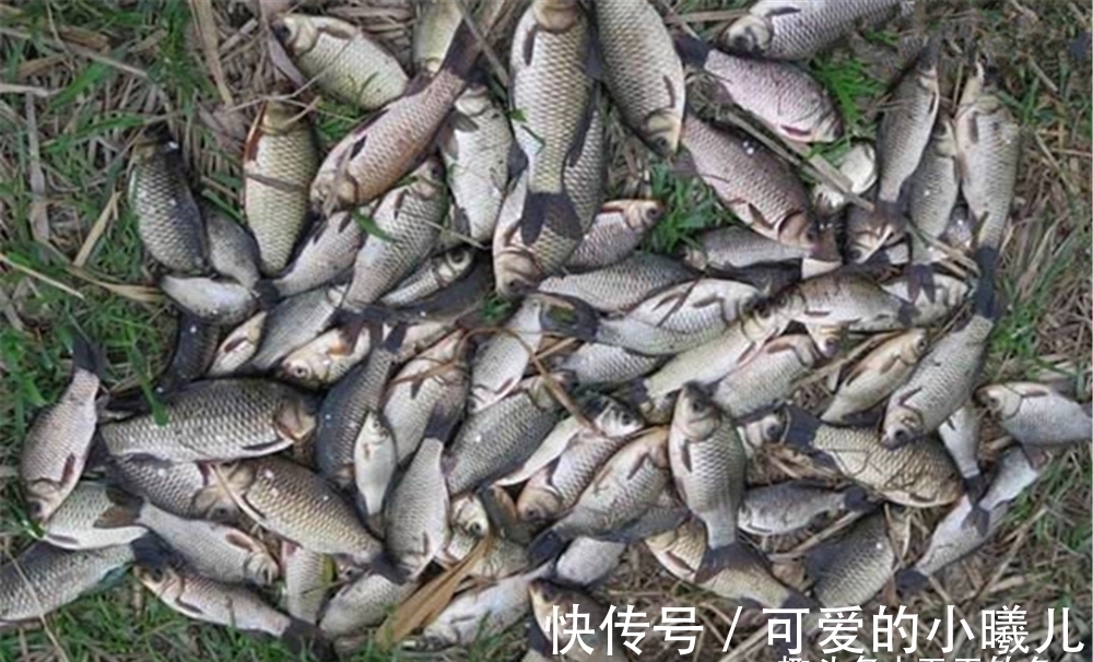 饵料|冬钓打窝别将就!只需多用4招,方圆20米的鲫鱼,全都排队进窝!