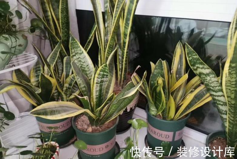 秋天养虎皮兰,了解掌握3个要点,不黄叶不发卷,长出侧芽养爆盆