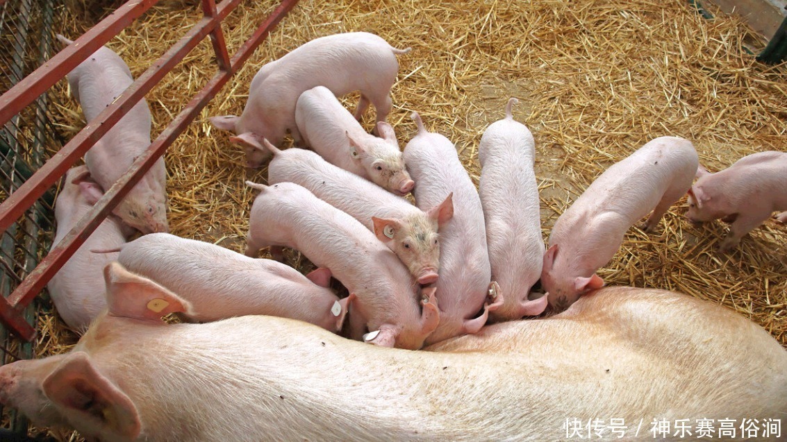 食用|菜市场买猪肉,怎样避开“母猪肉”牢记这些,一眼便看穿