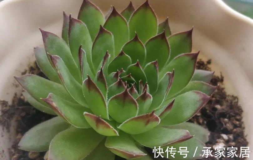 重症|立秋前后，蚧壳虫来袭咋办？养多肉轻症用蚊香，重症才用杀虫剂