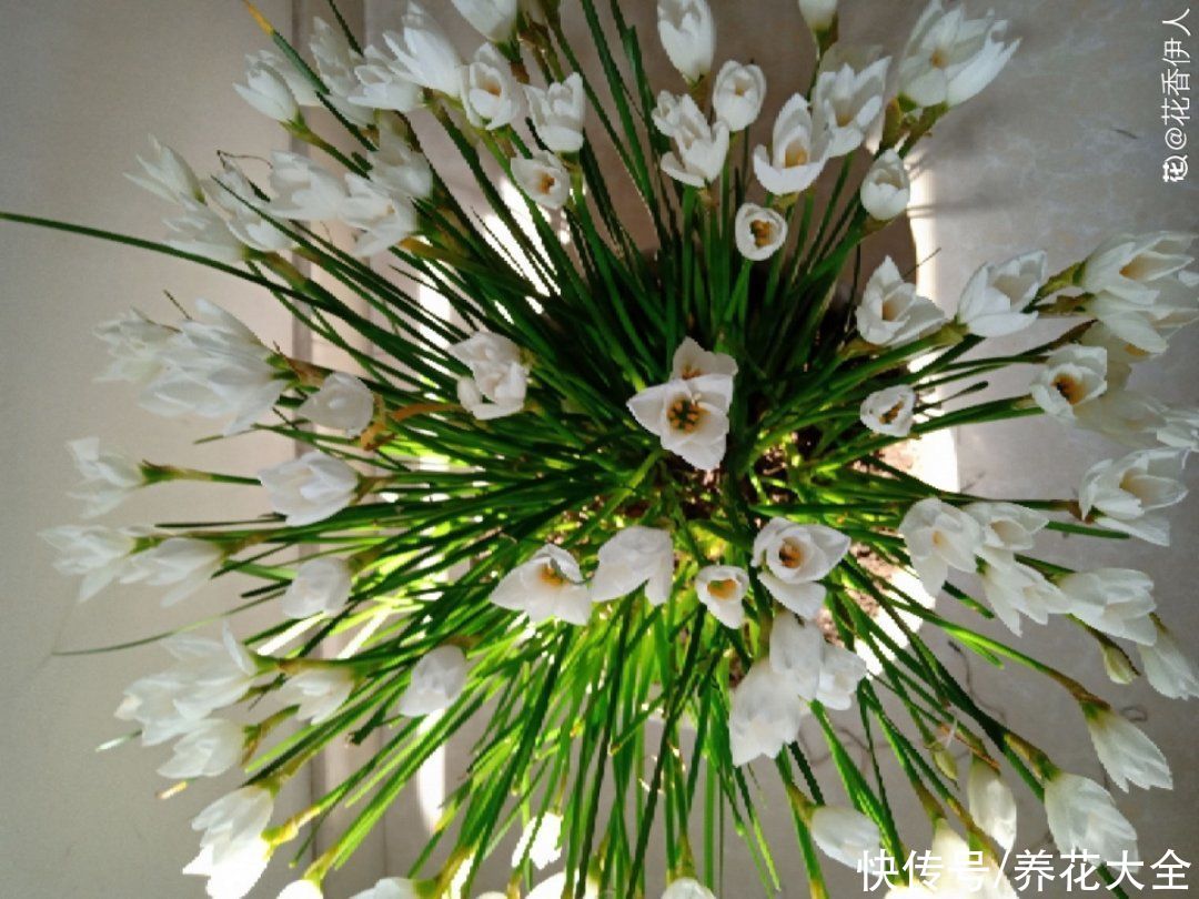 抗病、不招虫的天竺葵，屋里养一盆，开花一茬接一茬