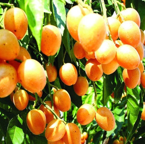 消炎|晚上当零食吃几颗,一个月下来,止咳化痰,消炎杀菌,夏天不咳嗽