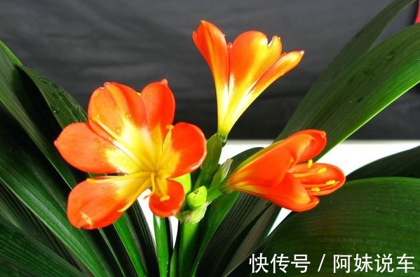 此花被称为“富贵之花”,象征美好,能给家庭带来富贵之气!