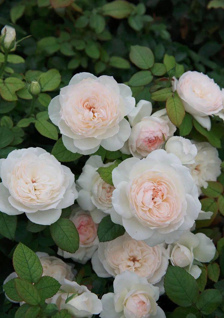 最容易开爆盆的花朵,并且超级好养,开花勤又爆盆,花开美艳动人