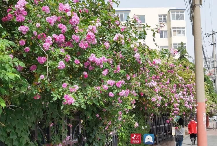 偶一|初夏青岛 蔷薇花盛开的季节