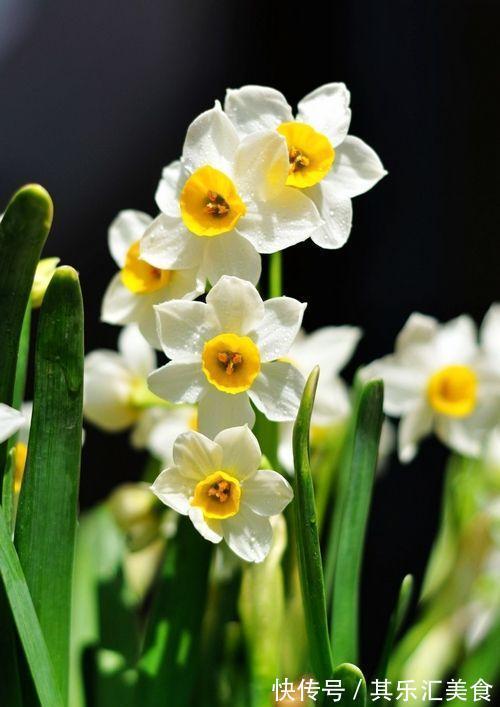 新手如何网购花卉