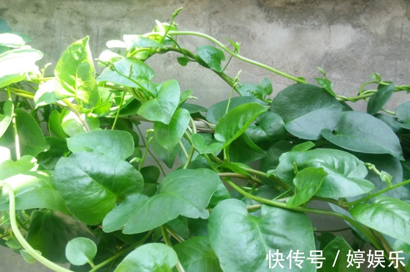 老年人|老年人常吃以下野菜，能活血化瘀，预防高血压！