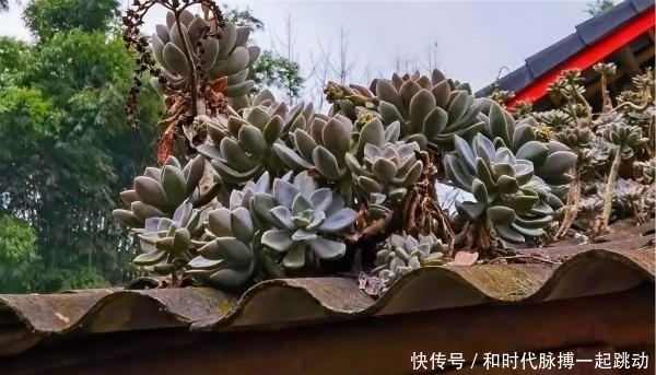 这里的多肉不要钱,长在房顶瓦缝里,还是漂亮大老桩