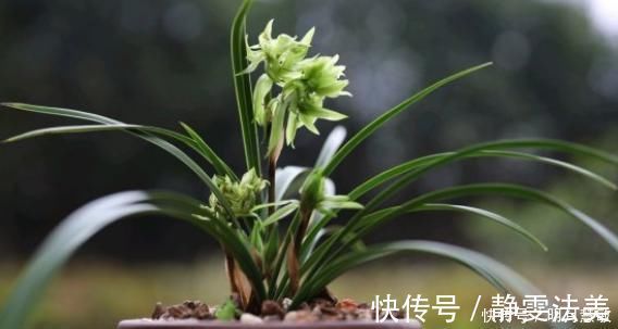 养兰高手养兰花，都有“专用肥”，易吸收养分足，一般人都不知道