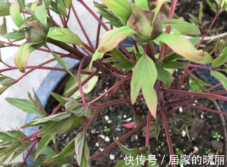 栽种|秋季正适合入手牡丹,这么栽种,年年复花,开花量比往年更胜
