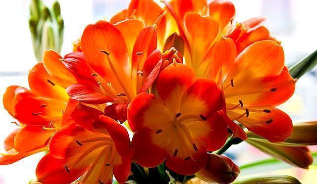 养君子兰|室内养君子兰,只需做好最“关键”2点,根不烂了,叶片又肥又厚