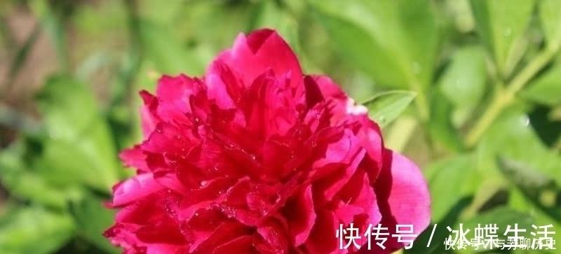 芍药妖!刘禹锡很美的一首诗,从开篇美到结尾,读过的人都会念念不忘!