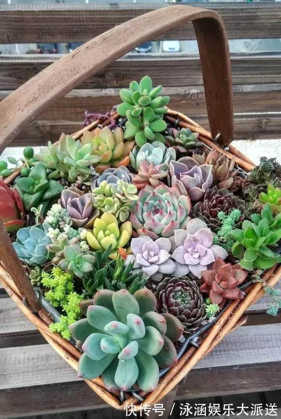 盆栽|她在医院垃圾桶“捡篮子”，拿来种多肉“颜值高”，人见人爱