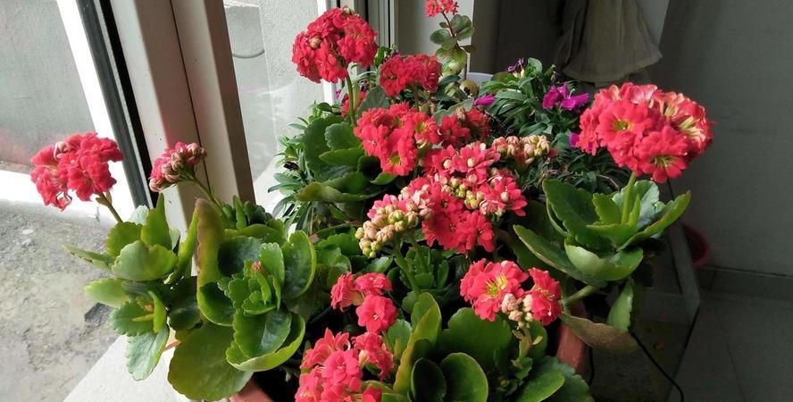 5种“养不死”的花,遇到土就能活,养死它的,建议别养花了!