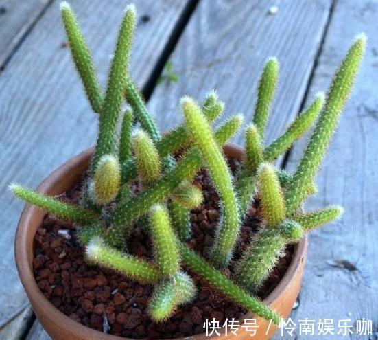 想要养好多肉植物，就从4方面下功夫，个个叶片厚实又肥美