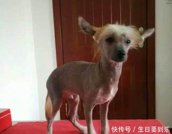 中国冠毛犬又称中国无毛犬 是世界上仅有的几个无毛犬品种之一 快资讯