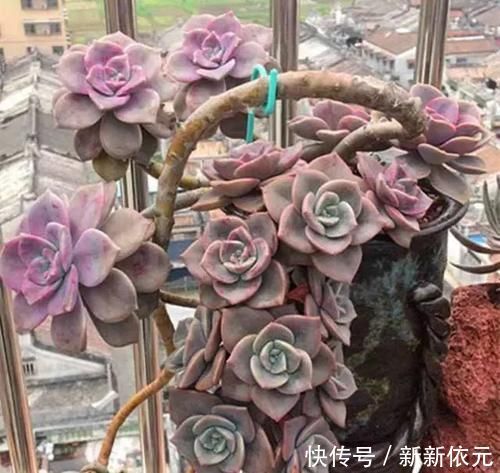 紫乐真好养,价格真便宜,零下5度冻不死,1年长成悬崖桩