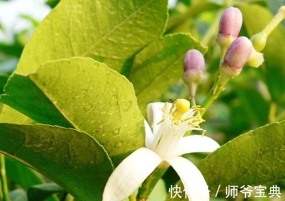 农历11月初4大雪后,养什么花?以下3种花,寓意笑口常开幸福快乐