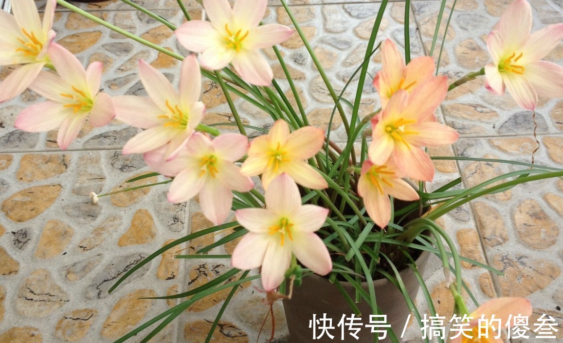 这九种花，随便扔土里，就能长成一片，开花不断