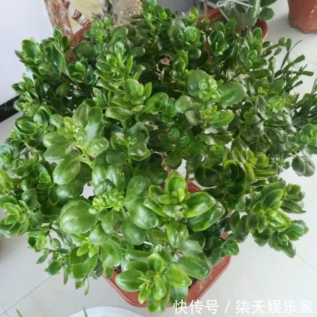 养花10年，他的长寿花1棵开3种颜色，方法3分钟就学会