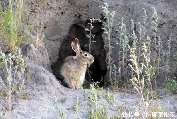 俗语|俗语:兔子不吃窝边草的下一句是什么?知道真正答案的人没几个