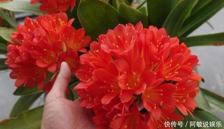 花剑|你养的君子兰开花了吗?多做4个“小动作”,想要开花很简单