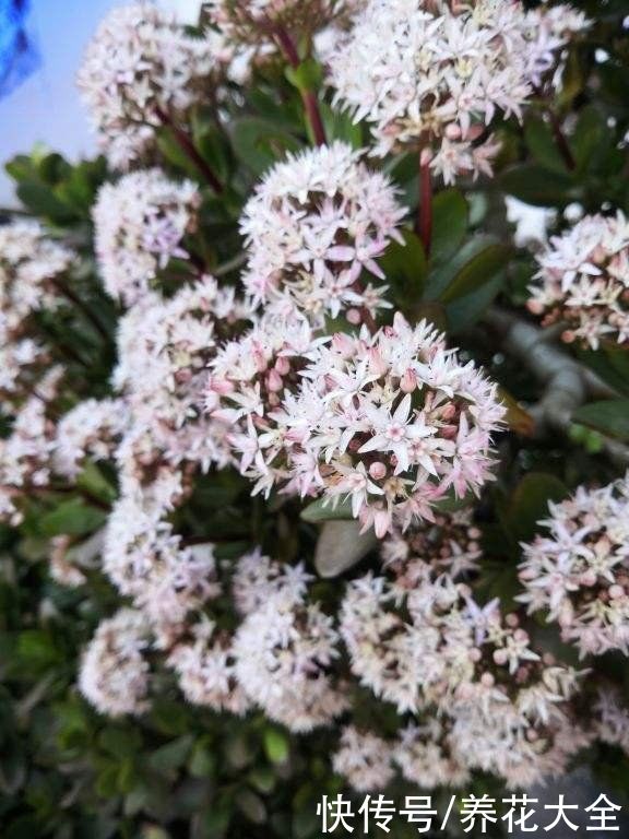 玉树开花真是“好兆头”，吉祥如意还镇宅，记住养护要点最重要